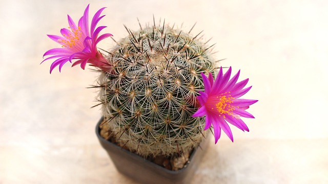 květy kaktusu